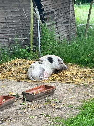 Schwein