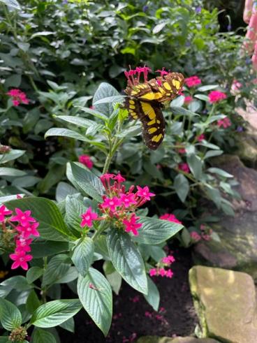 Schmetterling