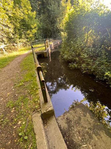Erlenbach morgens