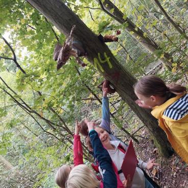 Wald 4