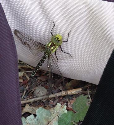 Libelle