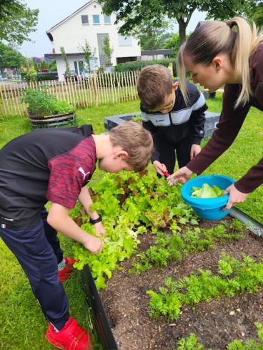 Erste Salaternte im Schulgarten Scharmede